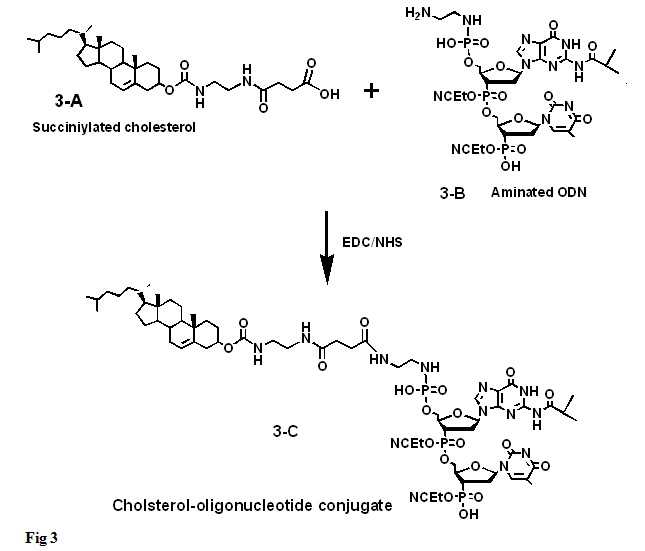 cholesterol-oligonucleotide conjugation